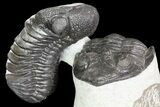 Stunning Hollardops & Barrandeops Trilobite Association #80317-6